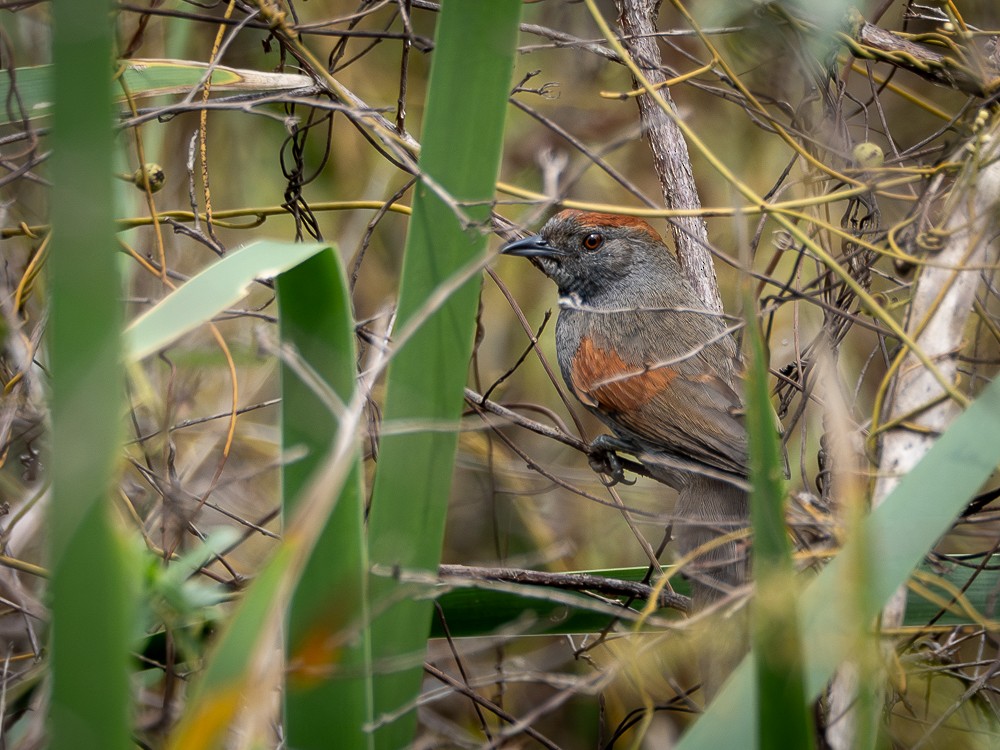 Cinereous-breasted Spinetail - ML610108972