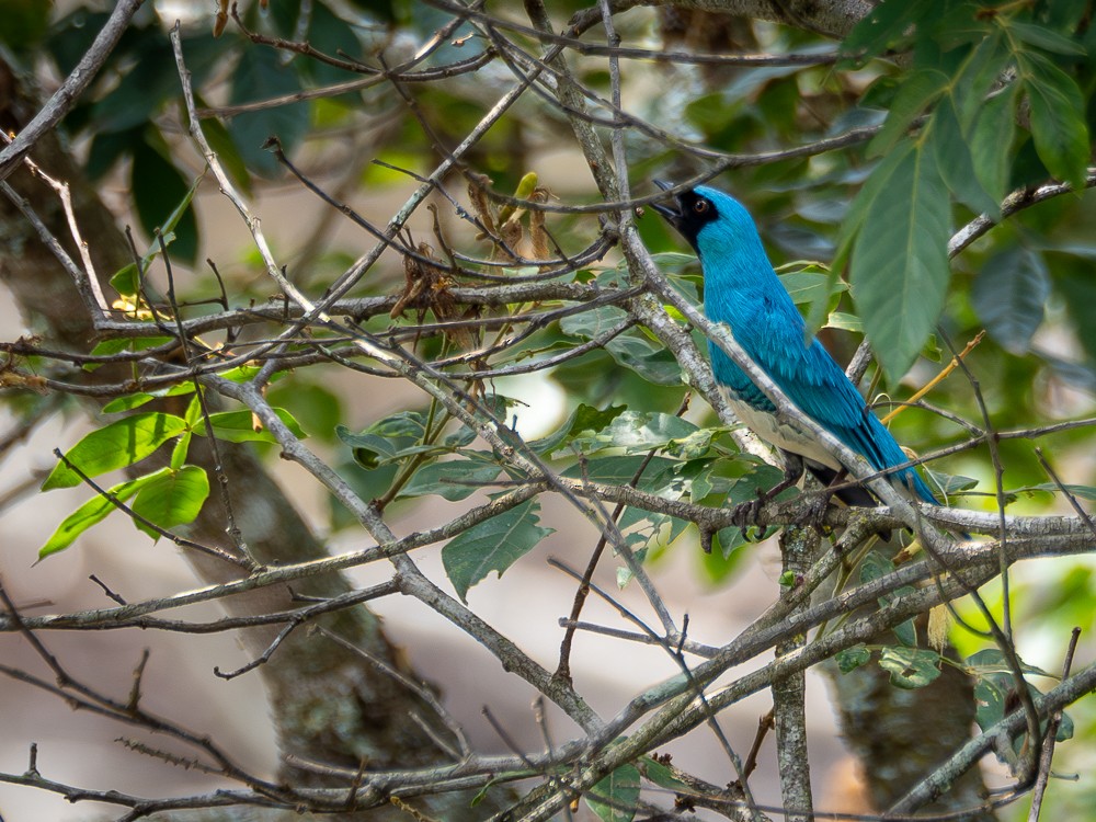 Swallow Tanager - ML610108990