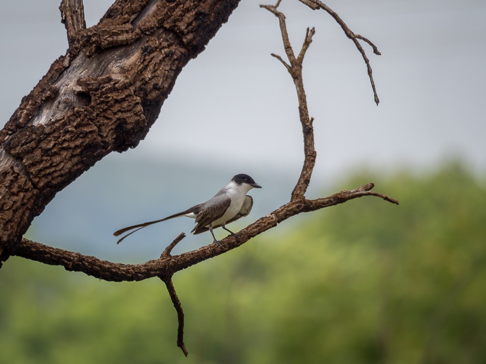 Fork-tailed Flycatcher (savana) - ML610109002