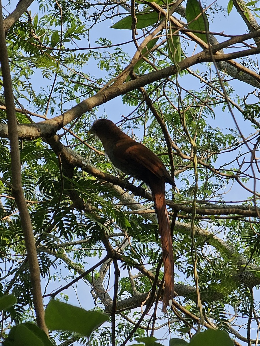 Squirrel Cuckoo - ML610109029