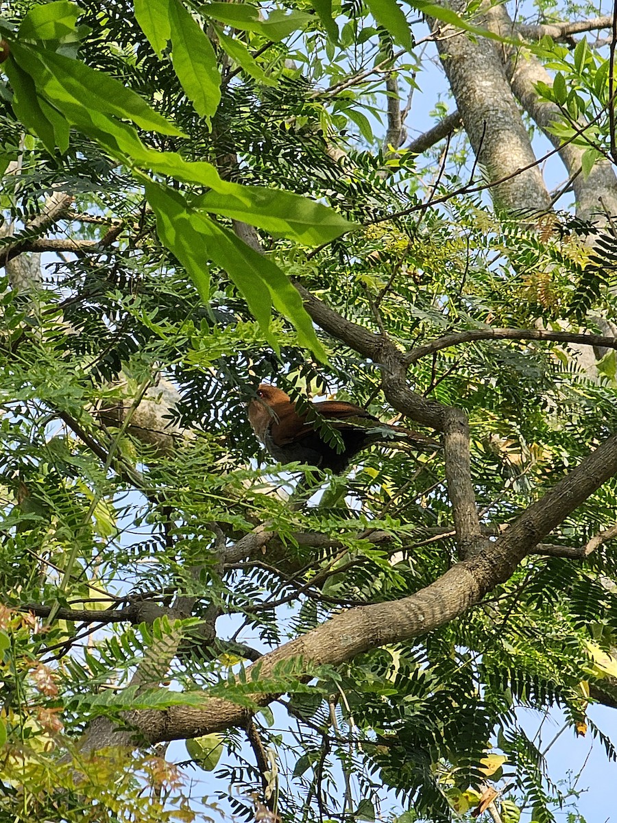 Squirrel Cuckoo - ML610109030