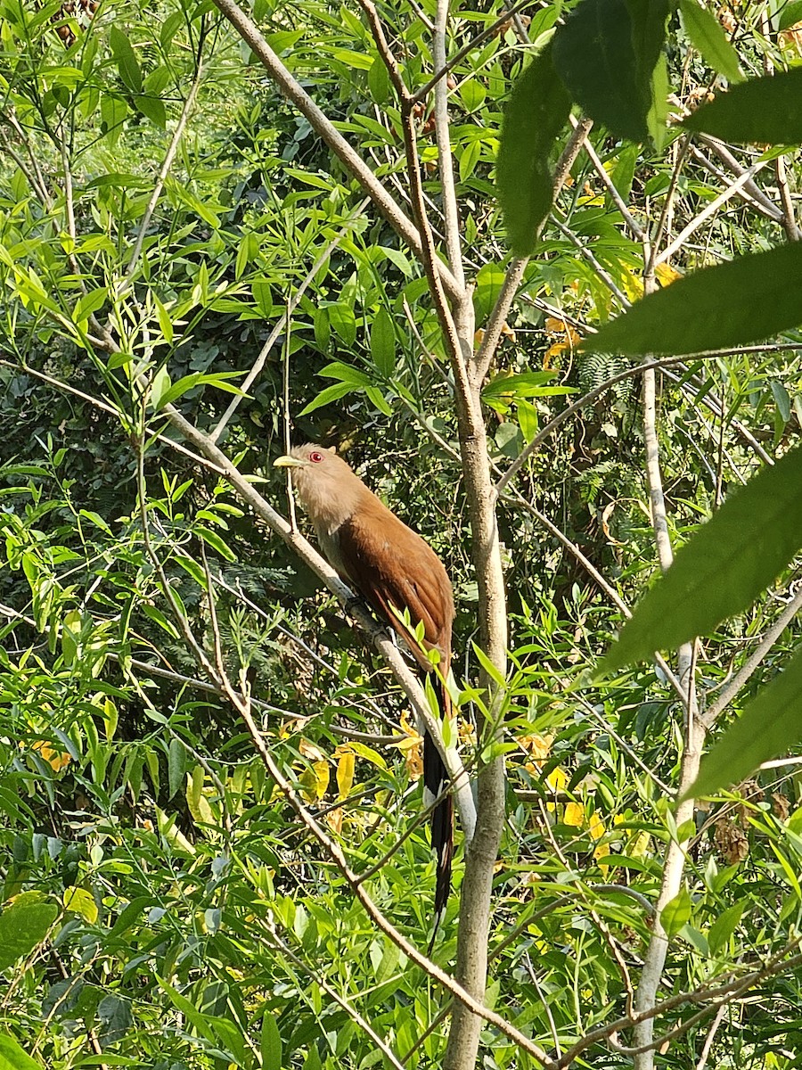 Squirrel Cuckoo - ML610109031