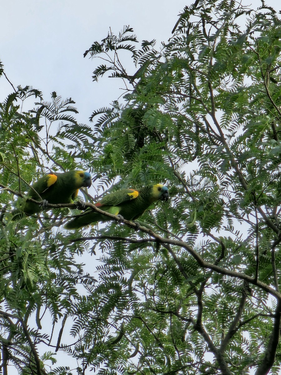 Turquoise-fronted Parrot - Federico Garriga