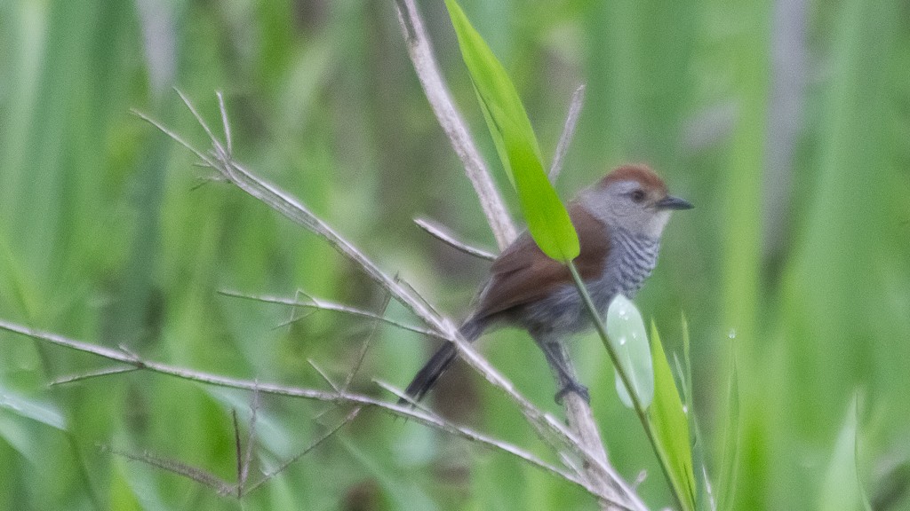 Rufous-capped Antshrike - ML610109058