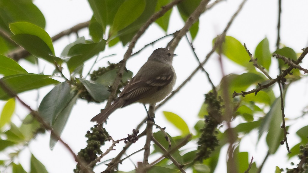 Southern Beardless-Tyrannulet - ML610109087