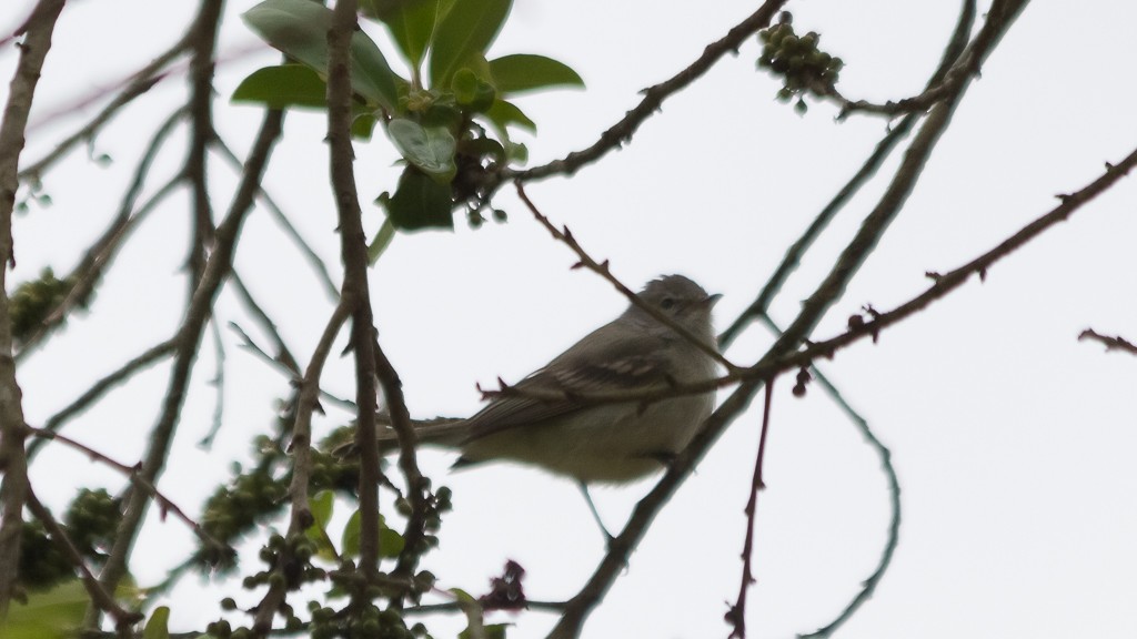 Southern Beardless-Tyrannulet - ML610109088