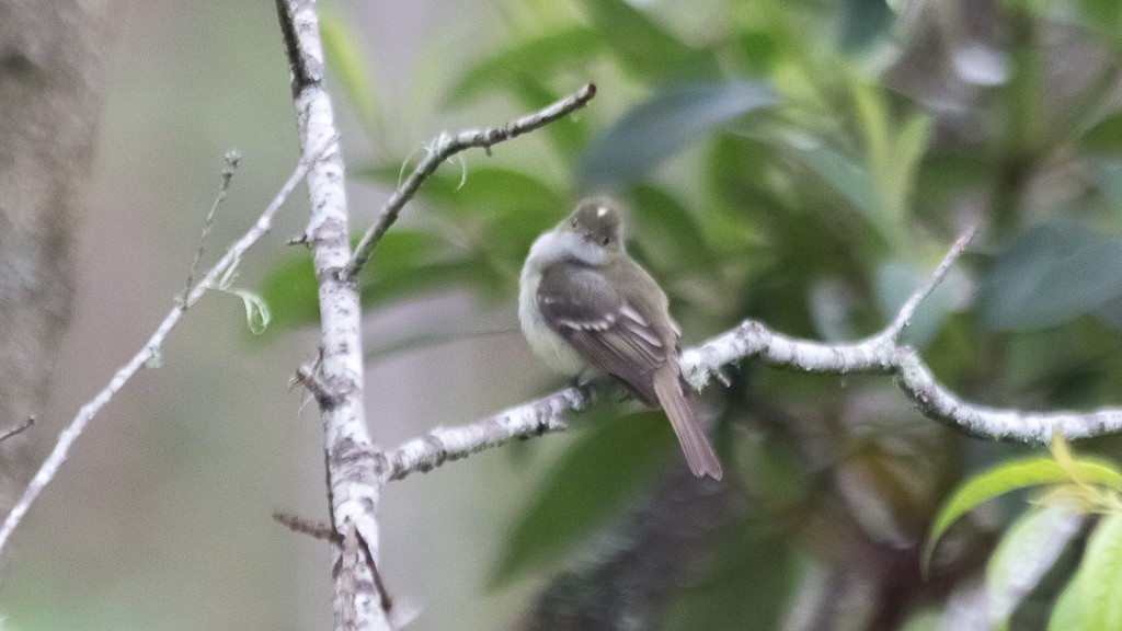 Southern Beardless-Tyrannulet - ML610109090