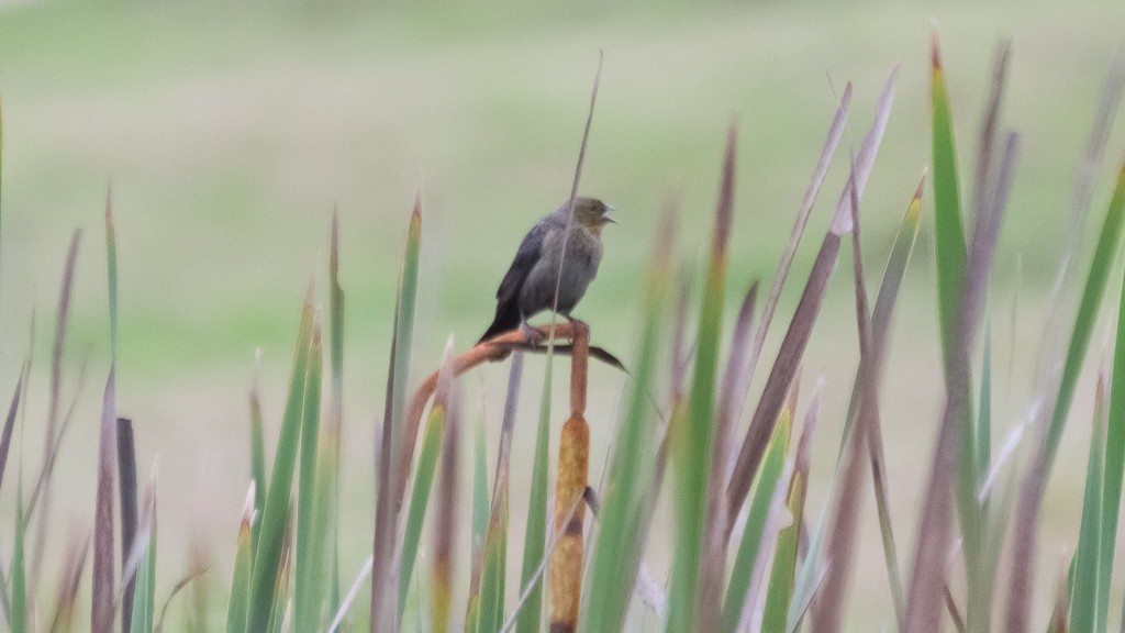 Chestnut-capped Blackbird - ML610109117