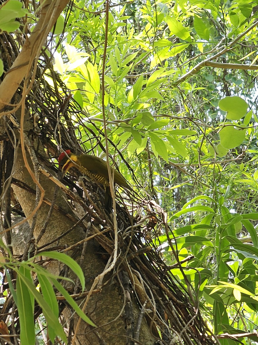 Golden-green Woodpecker - Federico Garriga