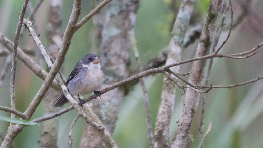 White-bellied Seedeater - Enio Moraes