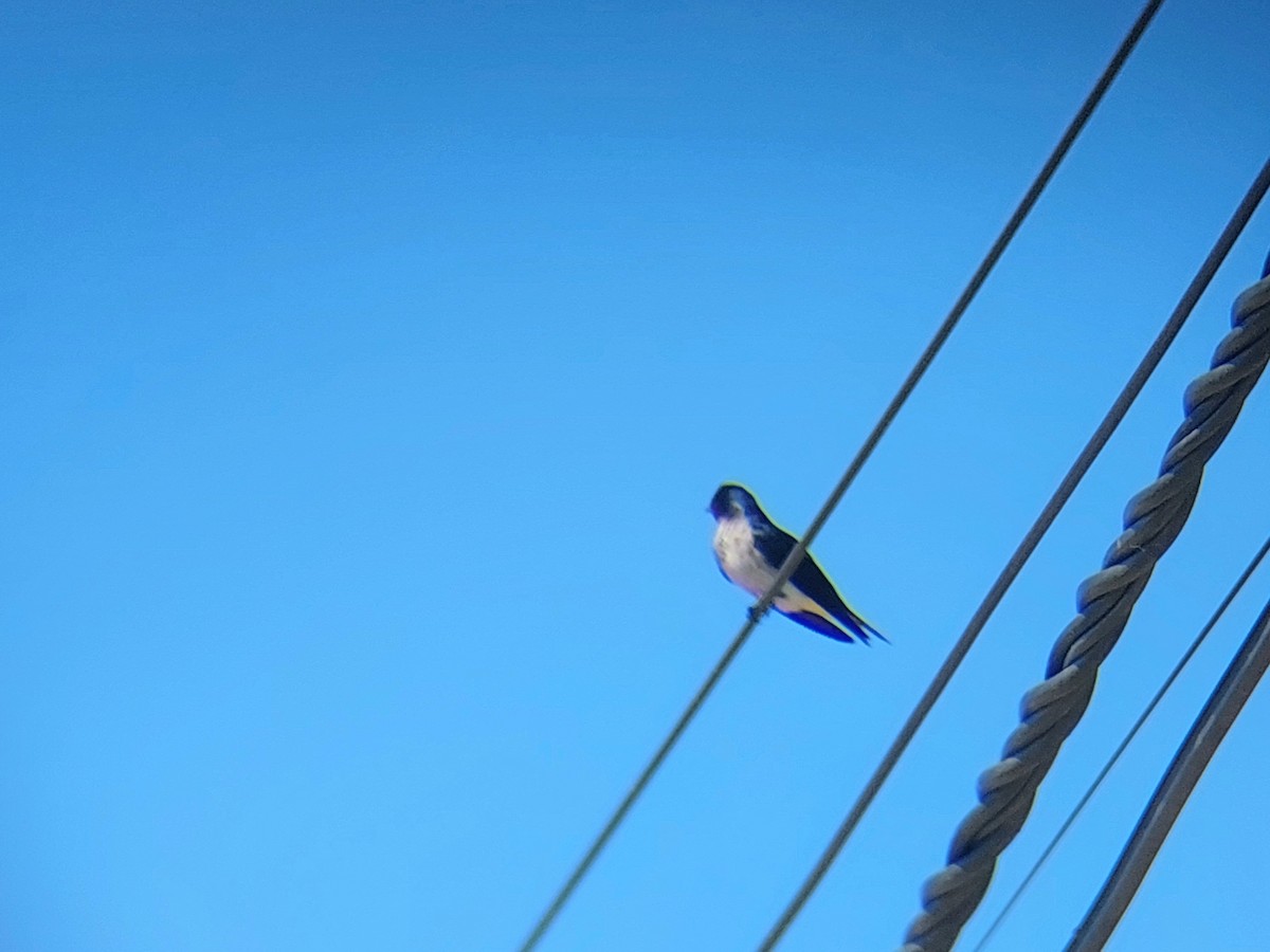 Golondrina Chilena - ML610109199