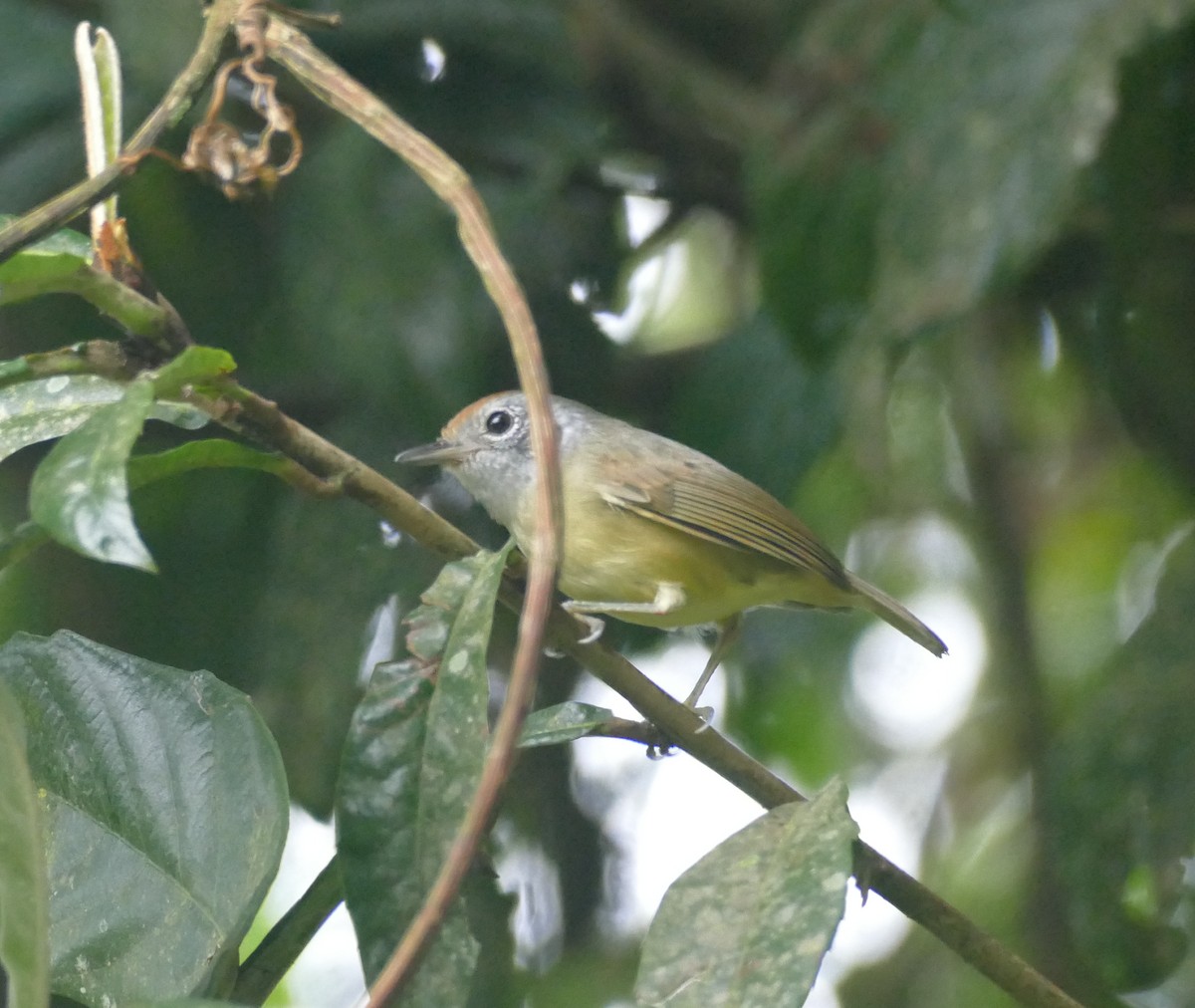 Plain Antvireo - ML610109212