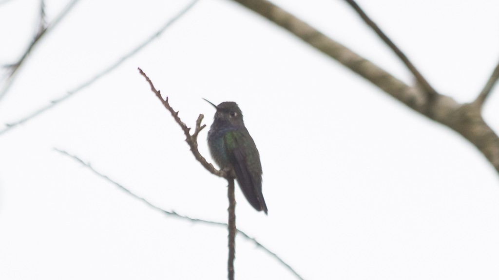 kolibřík safírový - ML610109245