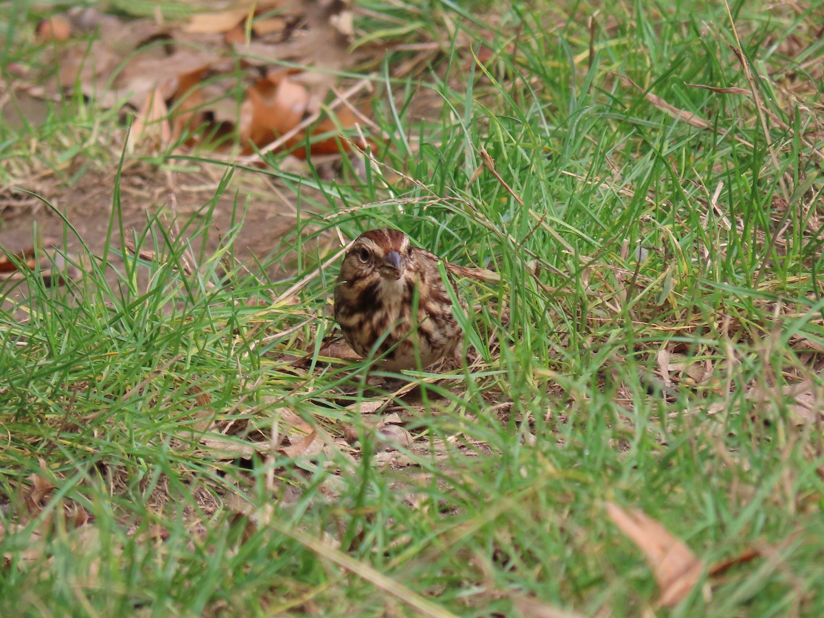 Song Sparrow - Charles Seniawski