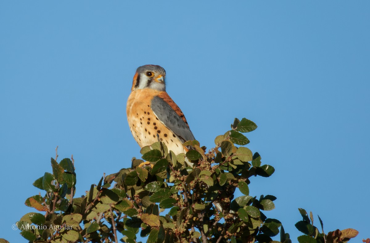 American Kestrel - ML610109267