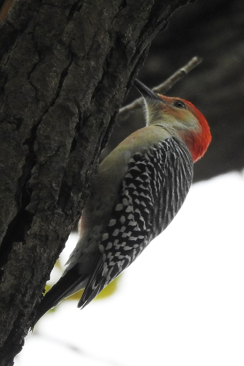 Red-bellied Woodpecker - Melanie Boyd