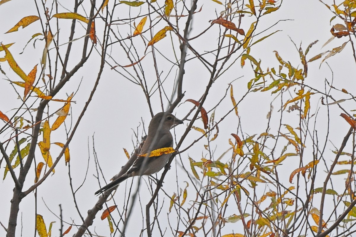 Northern Shrike - ML610109400