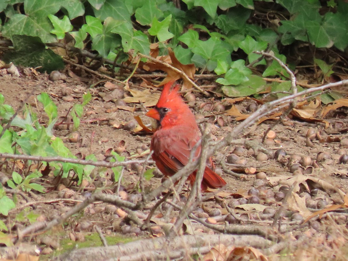 Northern Cardinal - Charles Seniawski