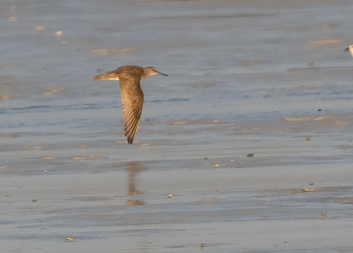 Gray-tailed Tattler - ML610109558