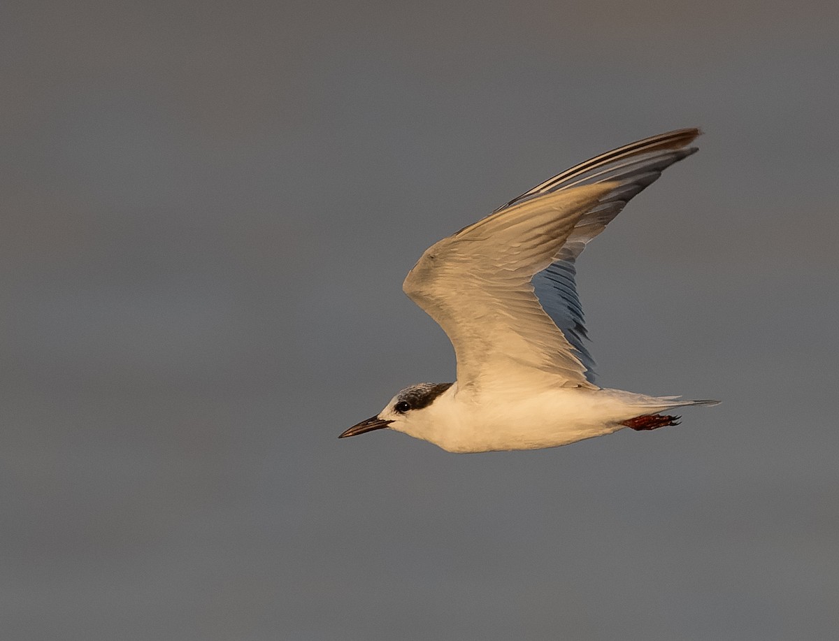 Whiskered Tern - ML610109587