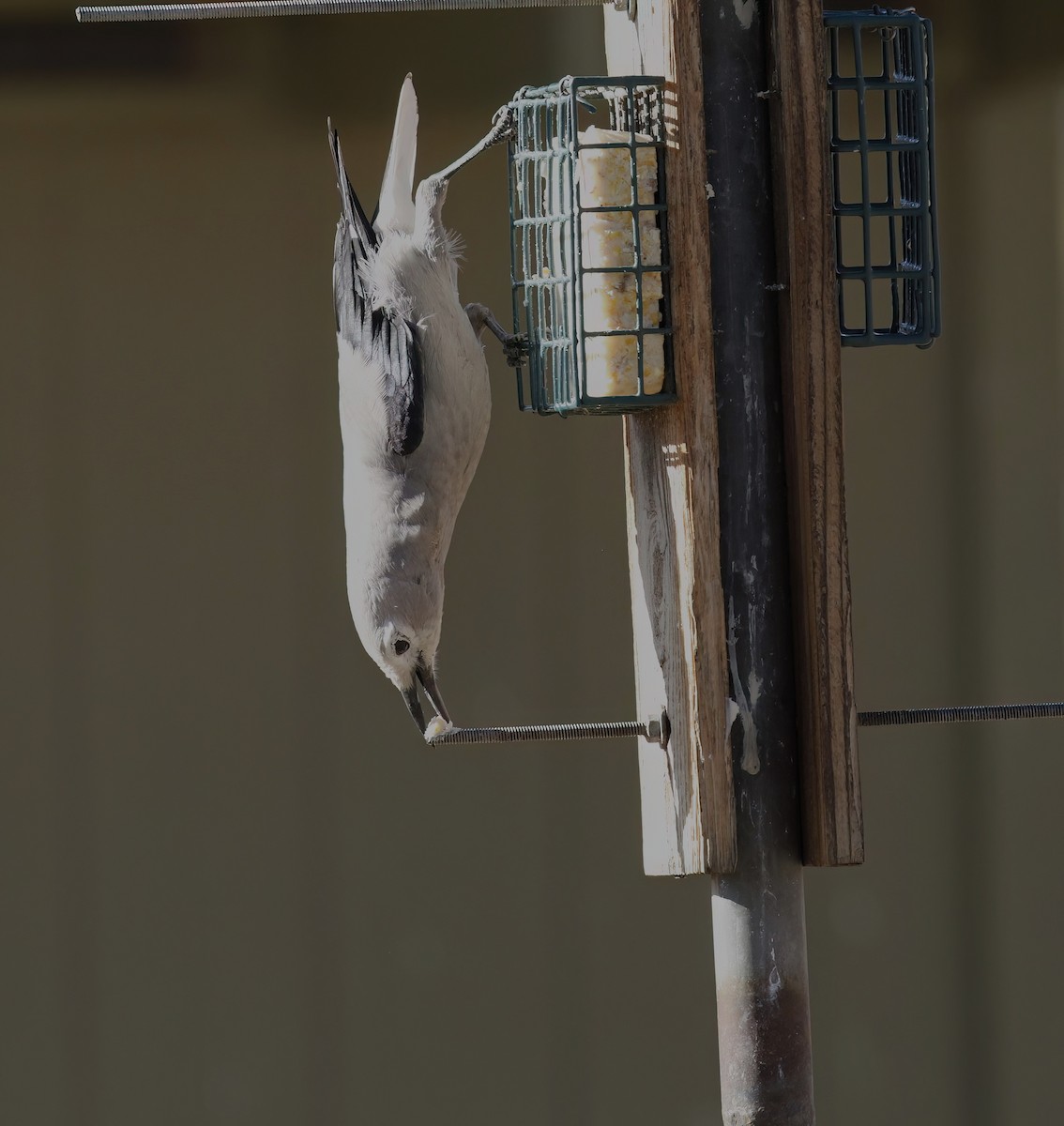 Clark's Nutcracker - James Sherwonit