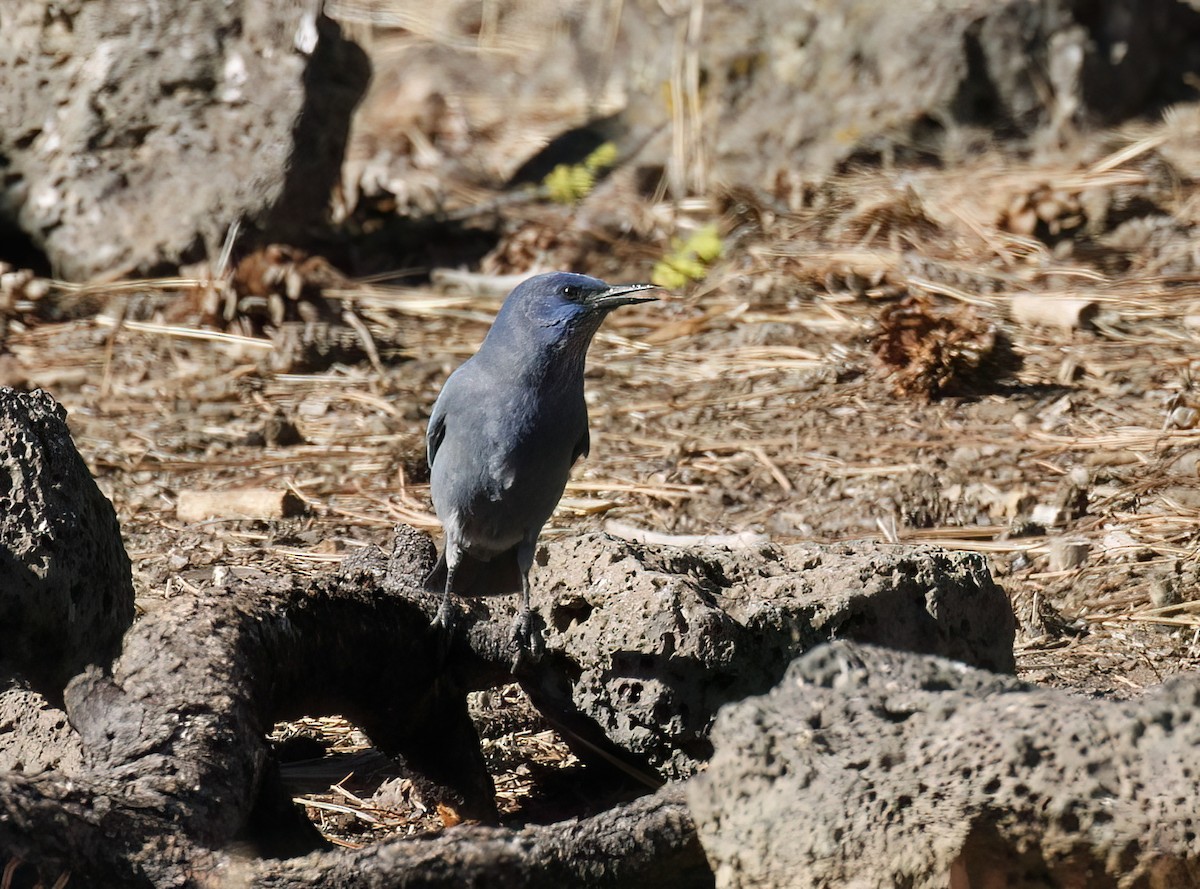 Pinyon Jay - James Sherwonit