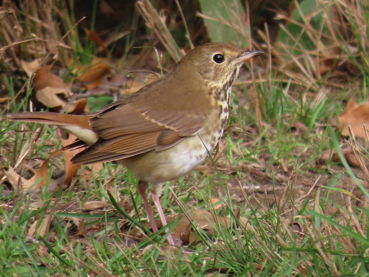 Hermit Thrush - Charles Seniawski