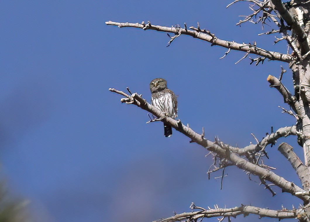 Northern Pygmy-Owl - ML610109732