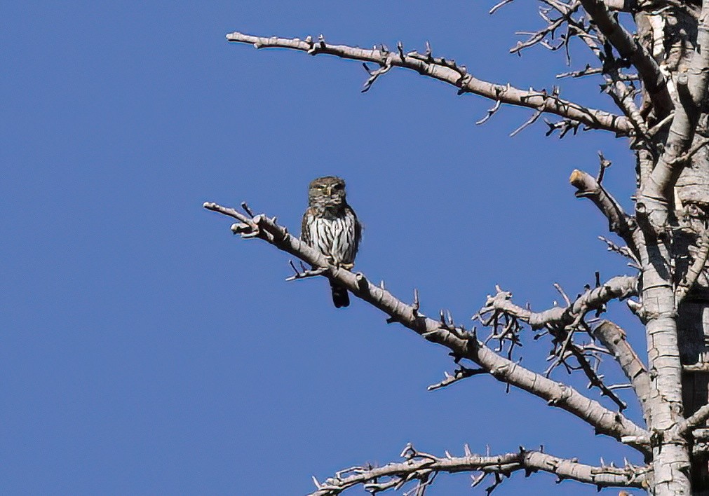 Northern Pygmy-Owl - ML610109733