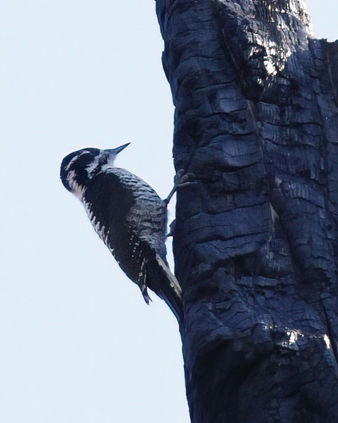 American Three-toed Woodpecker - ML610109788