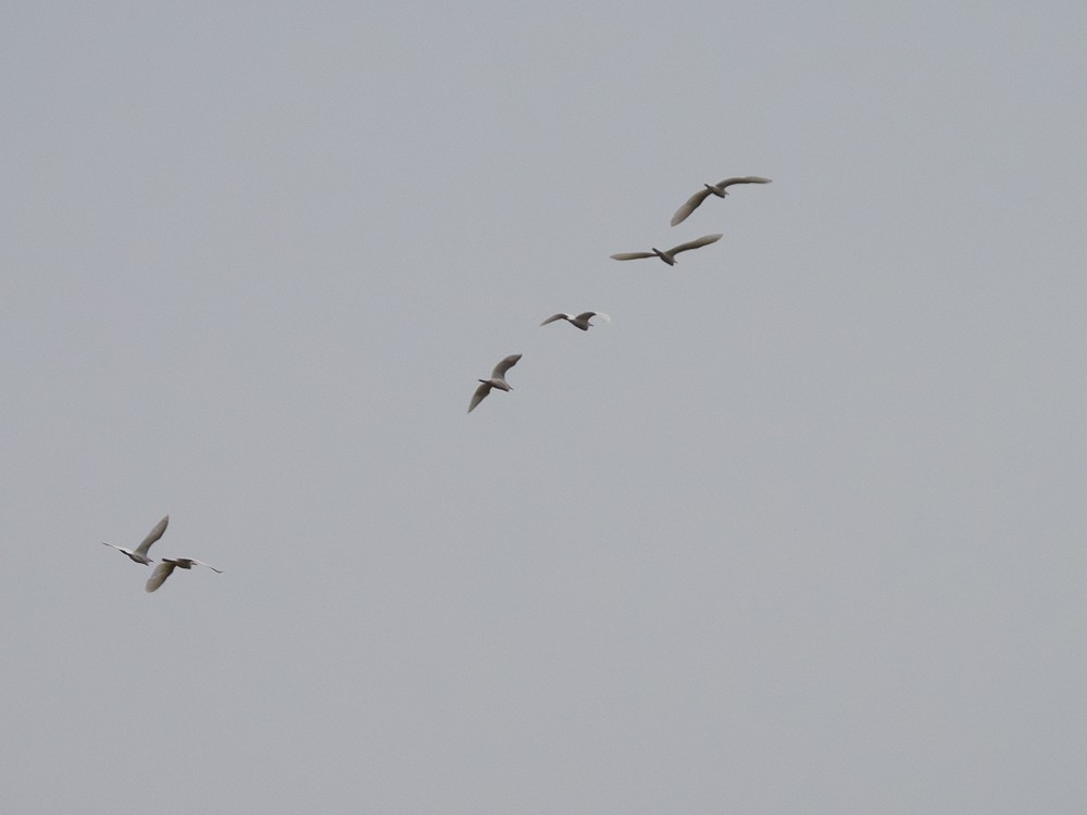 Чапля єгипетська (підвид ibis) - ML610109802