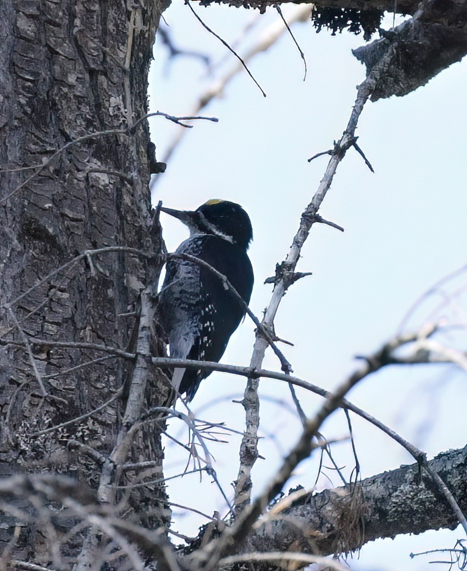 Black-backed Woodpecker - ML610109804
