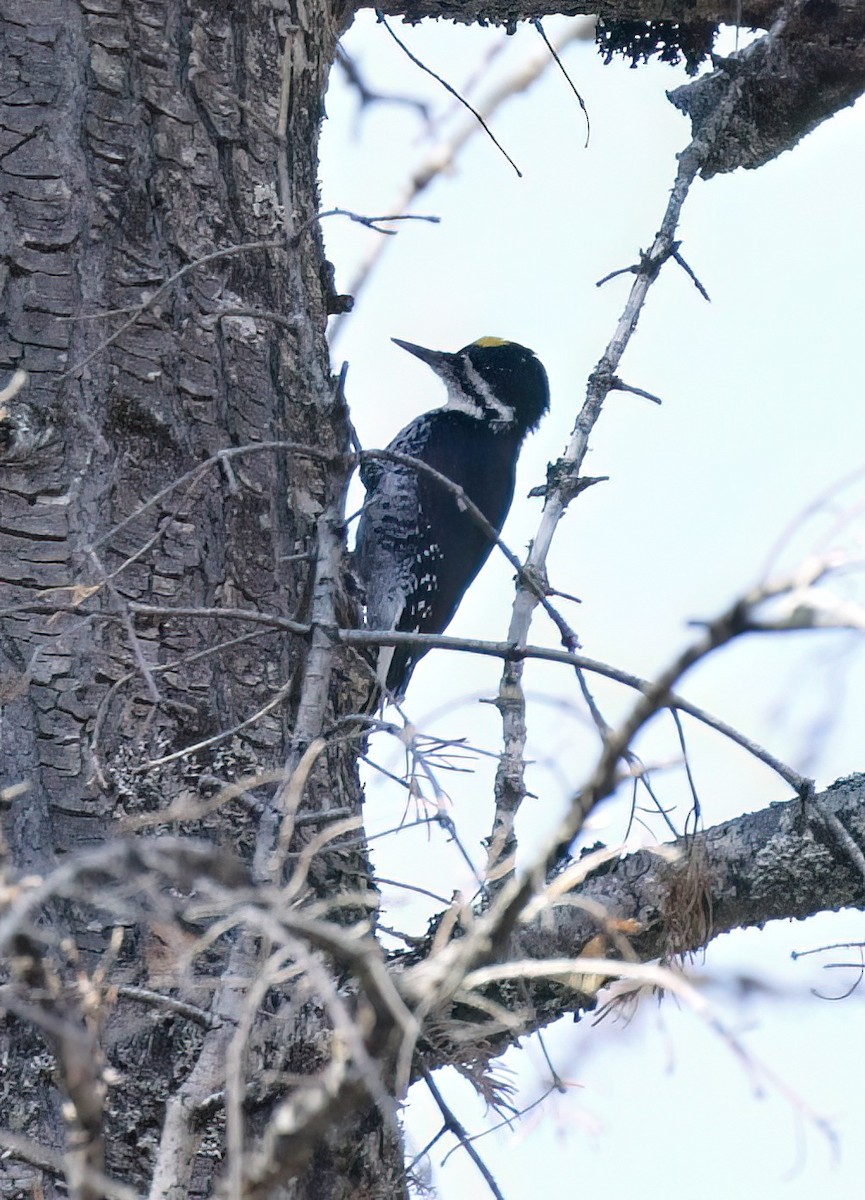 Black-backed Woodpecker - ML610109805