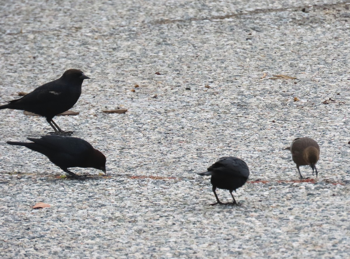 Tricolored Blackbird - ML610109848