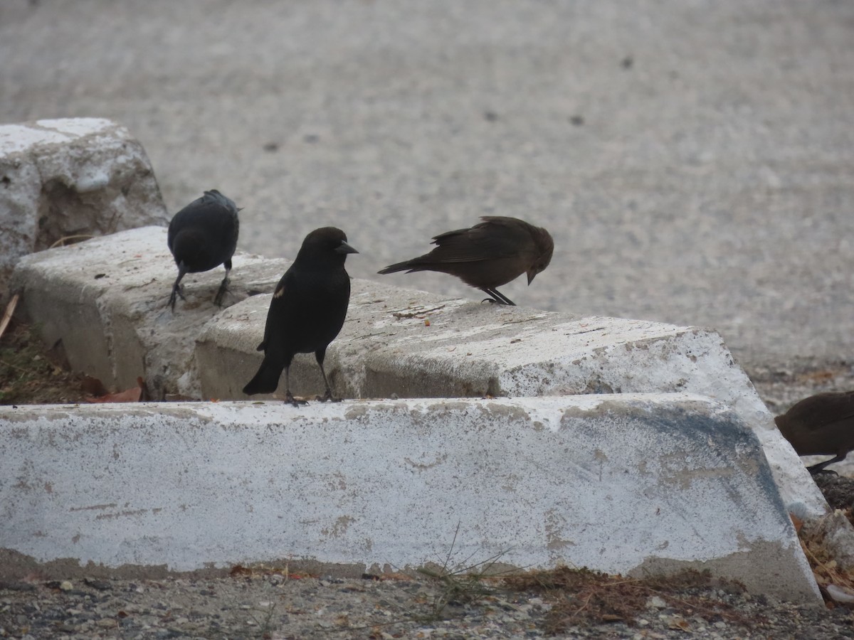 Tricolored Blackbird - ML610109849