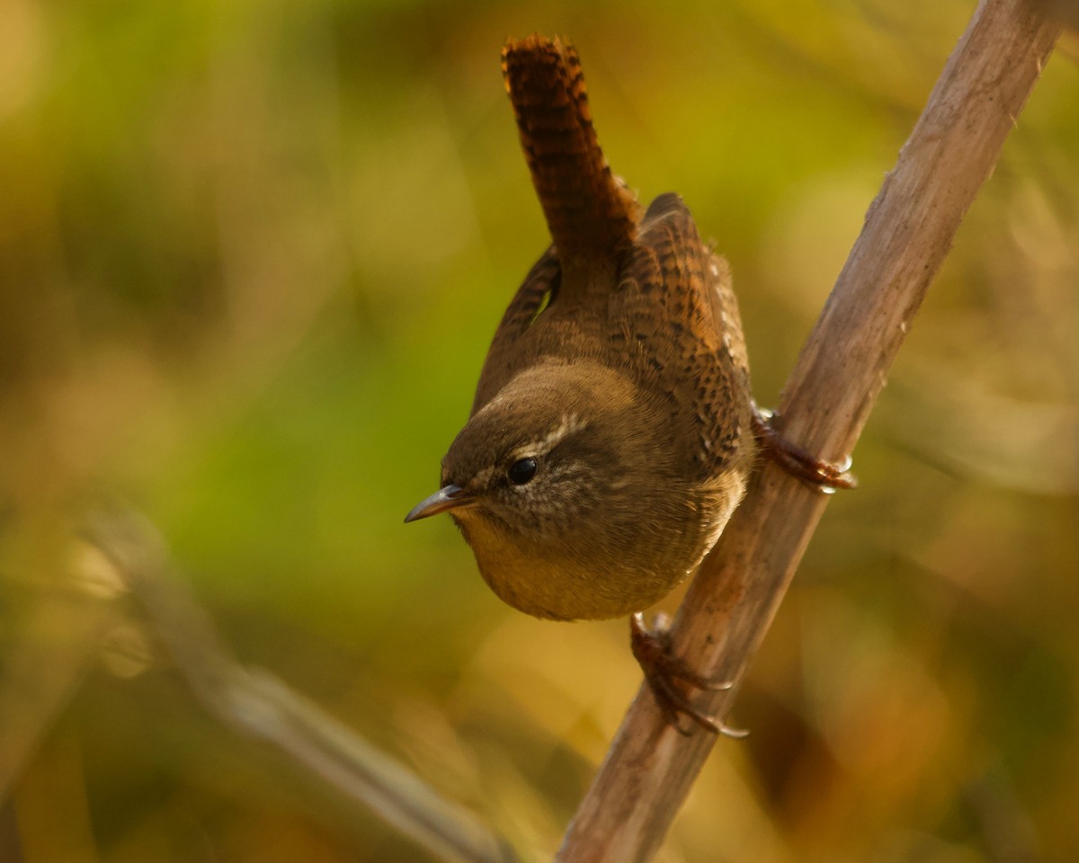 Eurasian Wren - Colby Baker