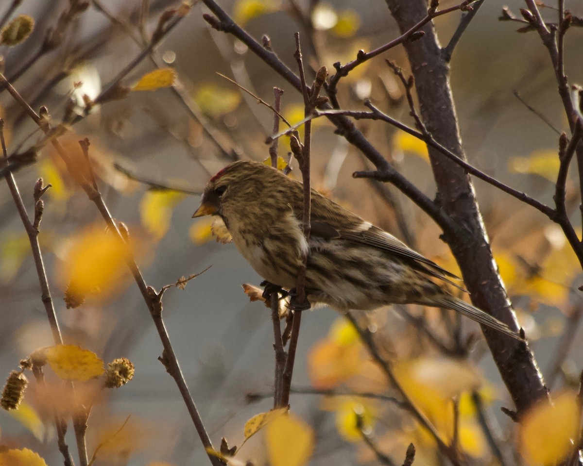 Common Redpoll - ML610109956