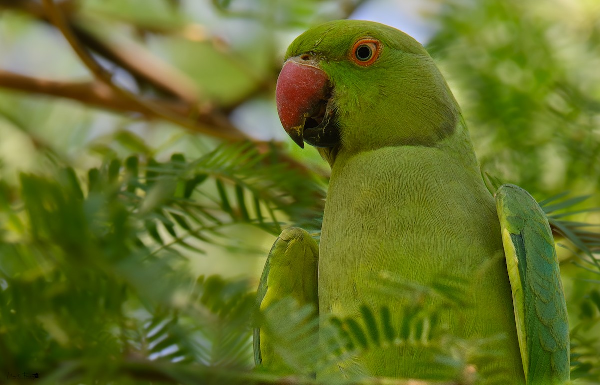 Rose-ringed Parakeet - Umer Farooq(World and the Wild Team)