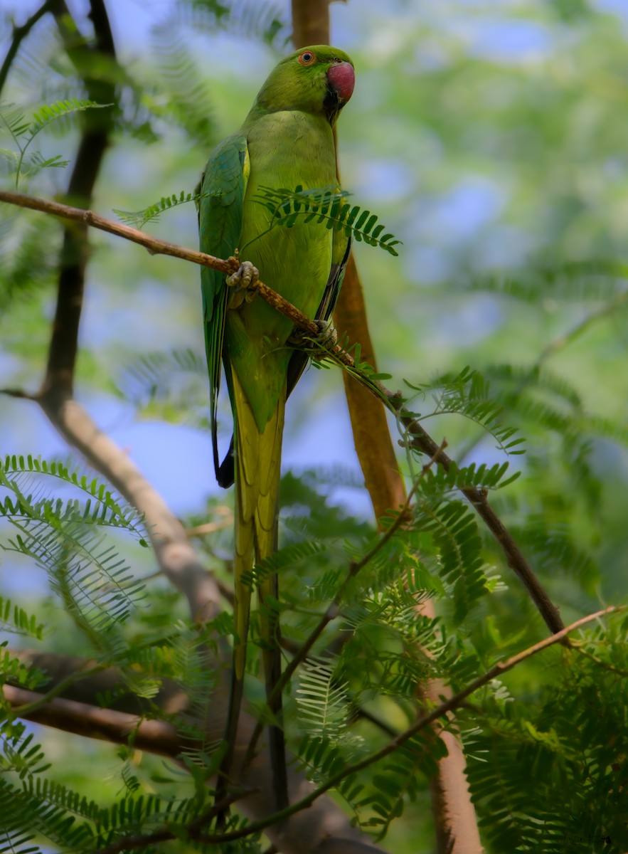 Rose-ringed Parakeet - ML610109977