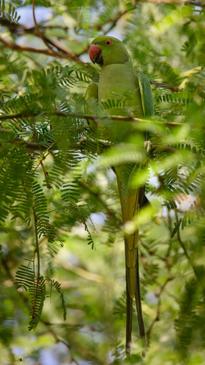 Rose-ringed Parakeet - Umer Farooq(World and the Wild Team)