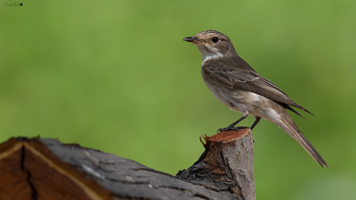 Spotted Flycatcher - Umer Farooq(World and the Wild Team)