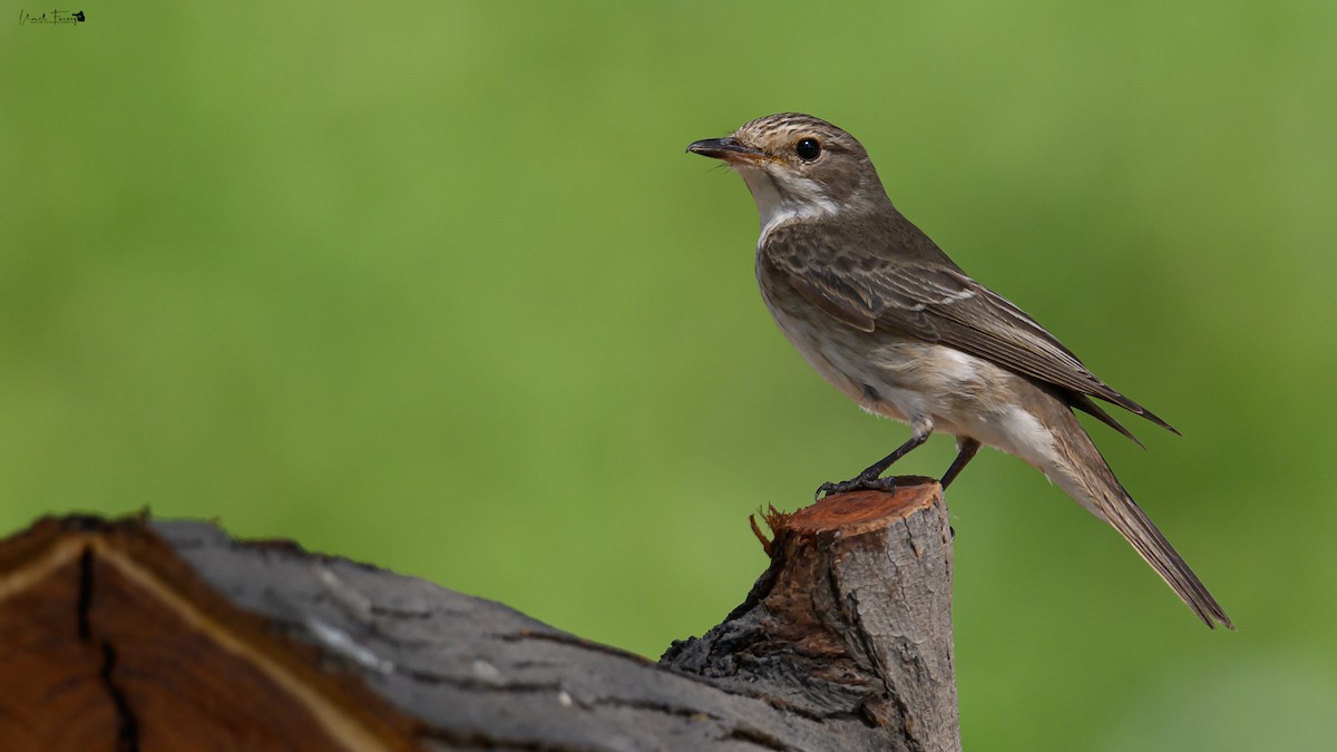 Spotted Flycatcher - ML610109990