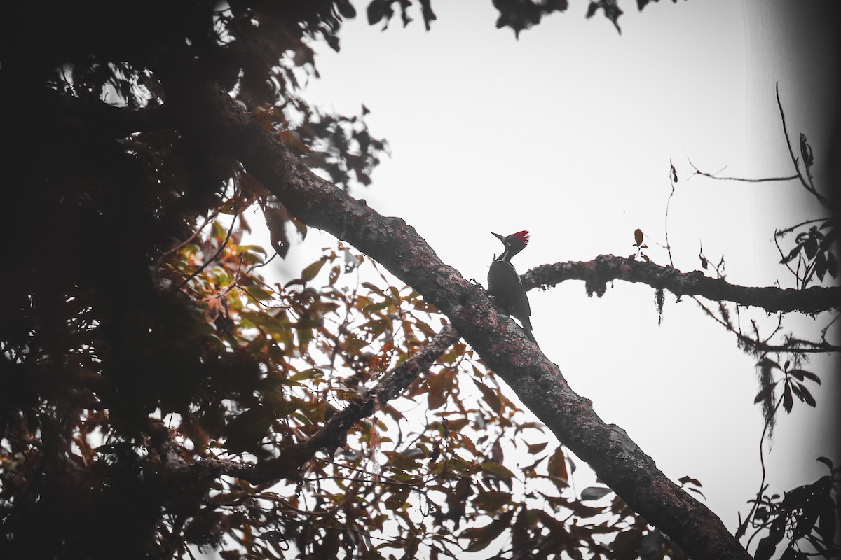 Crimson-crested Woodpecker - ML610110023
