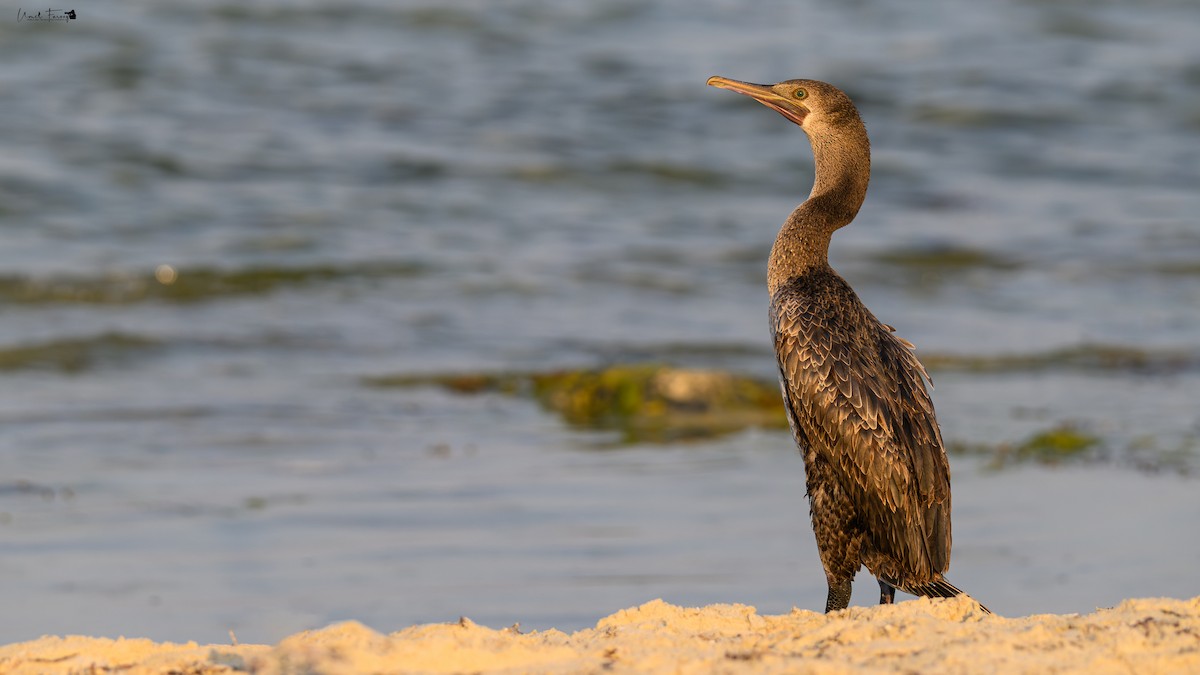 Cormoran de Socotra - ML610110031