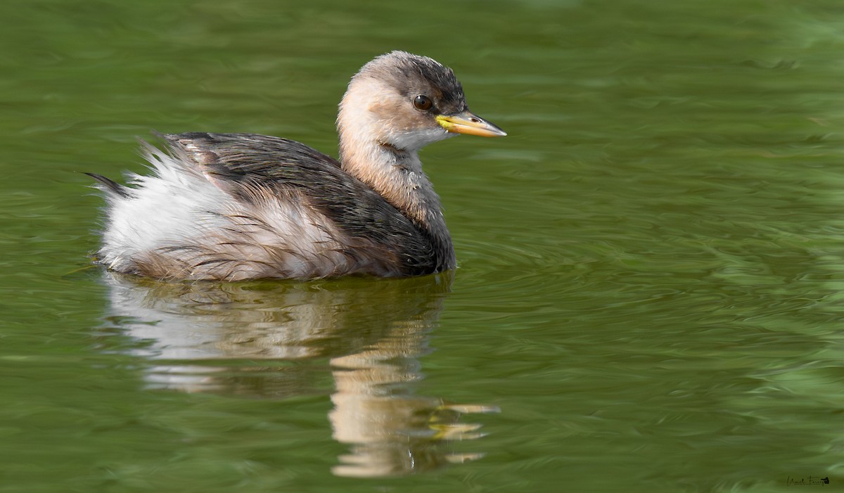 Little Grebe - ML610110107