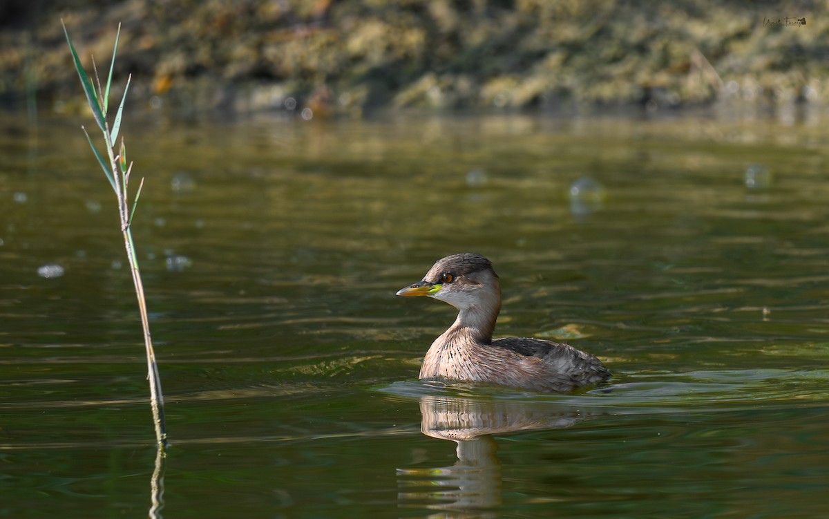 Little Grebe - ML610110108