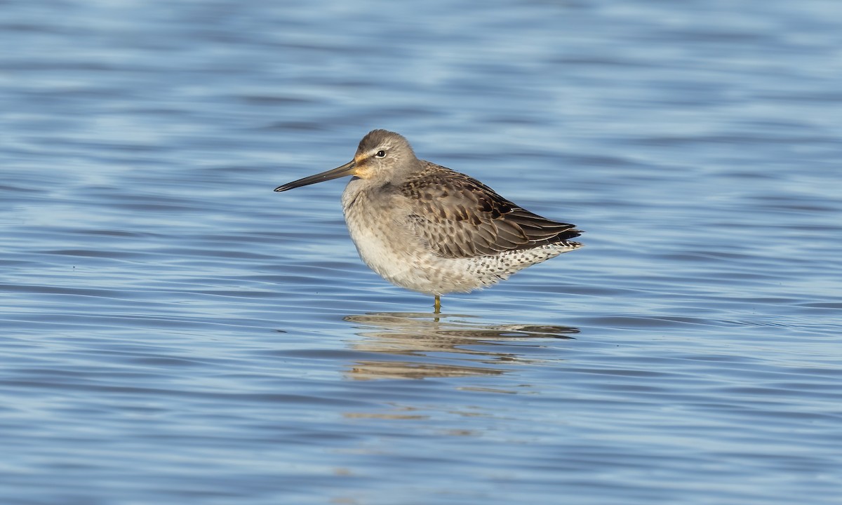 Long-billed Dowitcher - ML610110109