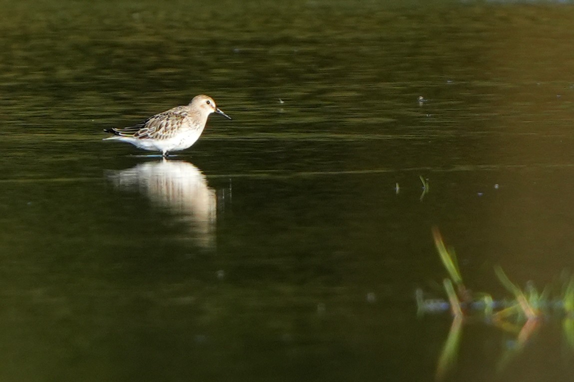 Dunlin (arctica) - ML610110483