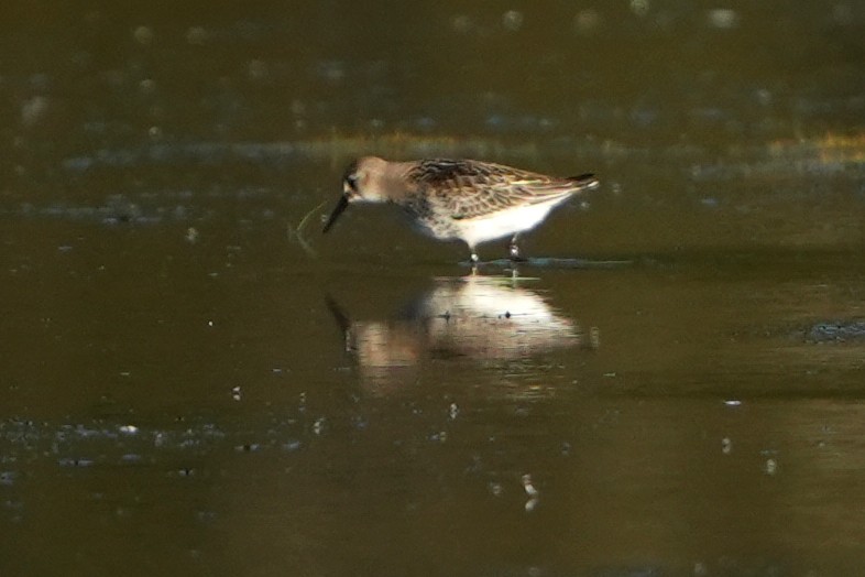 Dunlin (arctica) - ML610110492