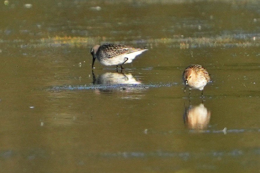 Dunlin (arctica) - ML610110494